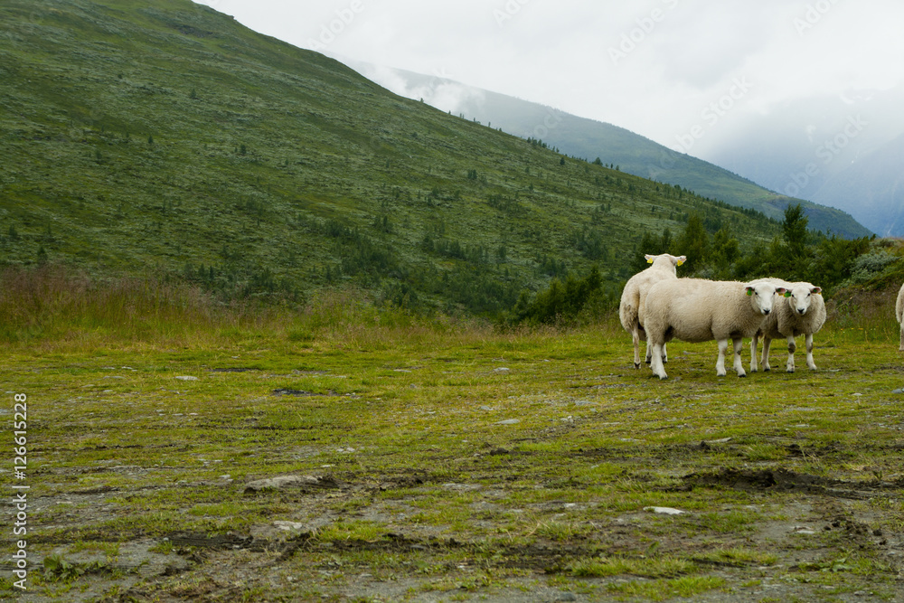 Green meadows with sheep grazing