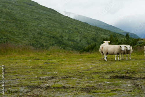 Green meadows with sheep grazing