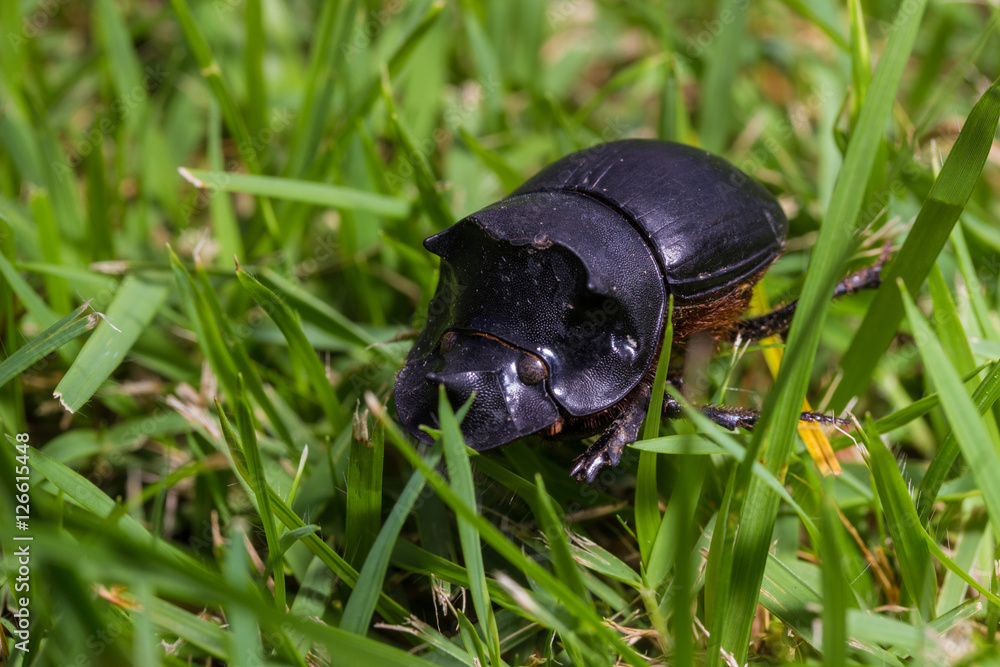 Beetle, Tri Horned Beetle (Catharsius molossus) Beetle, Tri Horned Beetle (Catharsius molossus)