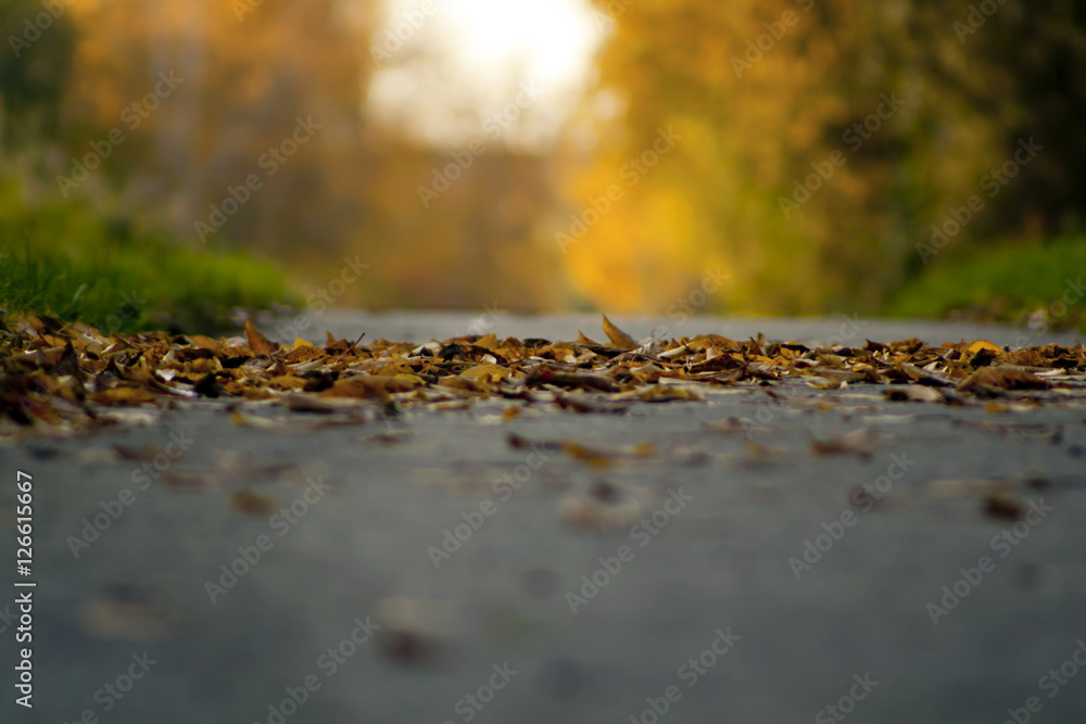 Bunte Blätter auf grauen Asphalt im Herbst Bunte Blätter auf grauen Asphalt im Herbst