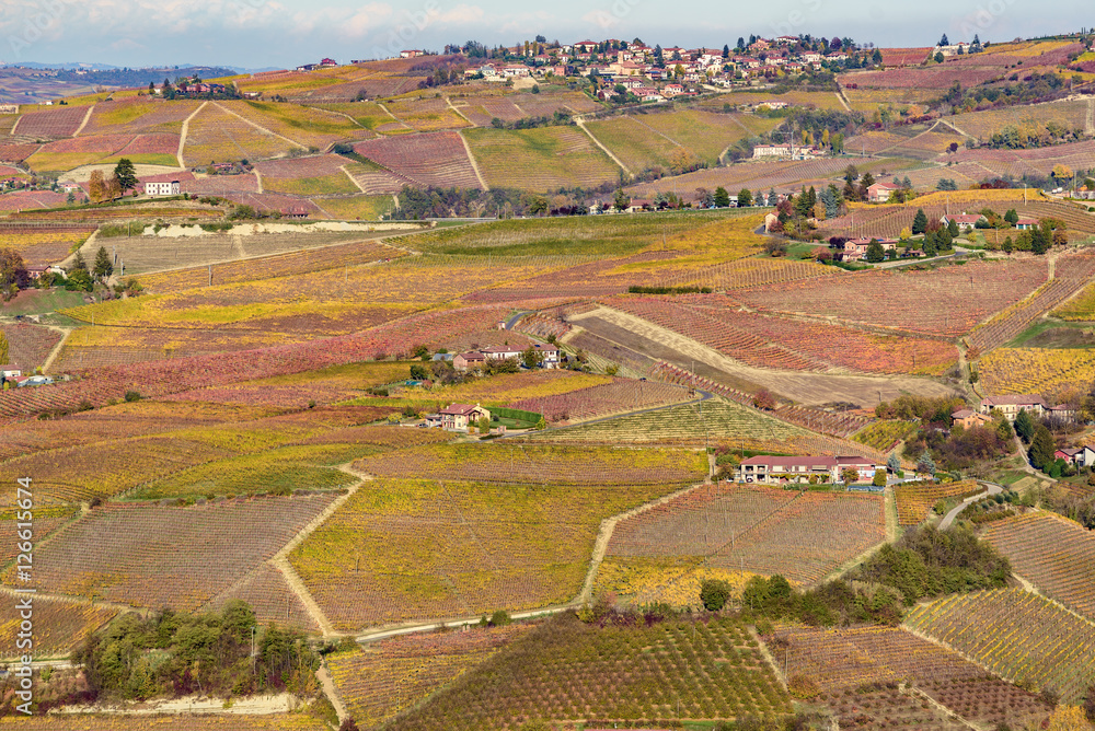 Autumn in northern italy region called langhe with colorful wine
