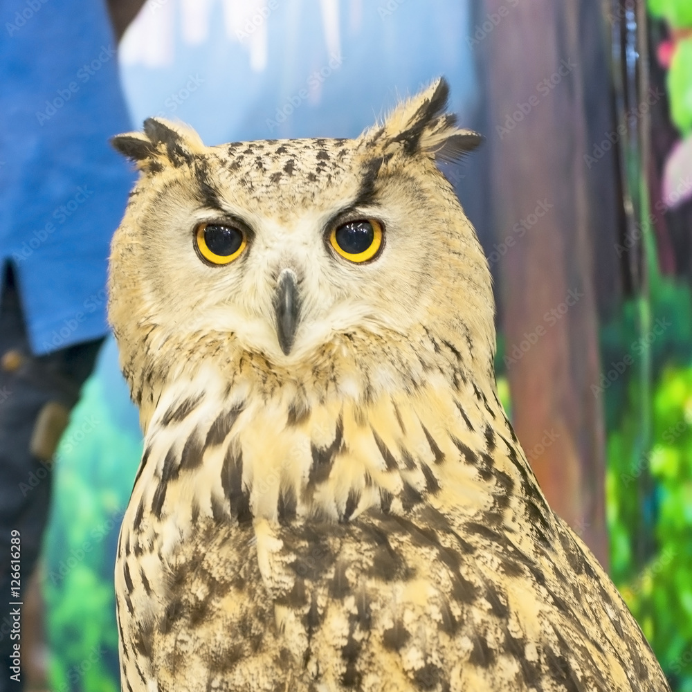 Eurasian Eagle Owl Portrait, Wildlife Preservation Eurasian Eagle Owl Portrait, Wildlife Preservation