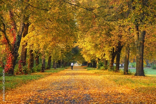 Golden autumn in the city park, Kyiv, Ukraine