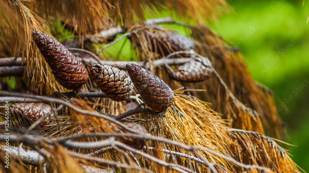 Fototapeta premium conifer fruits with brown needle foliage