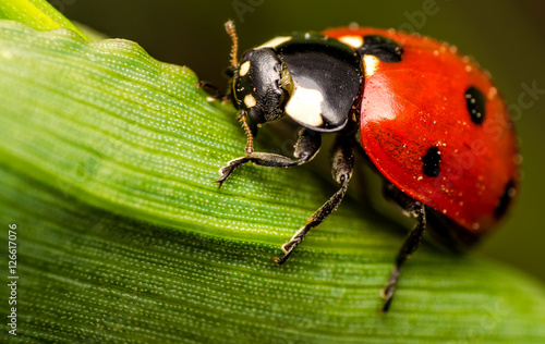Macro photo of ladybug.