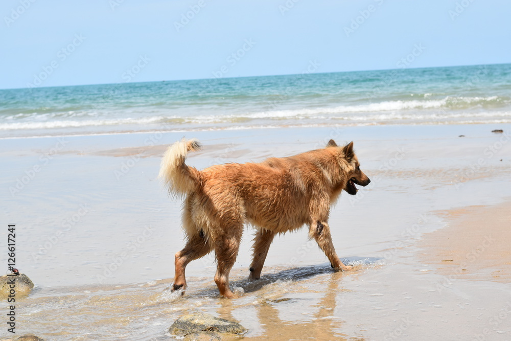 Happy dog playing at the beach