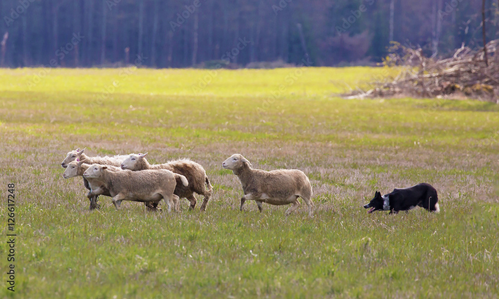 Border collie in action to herd sheep.