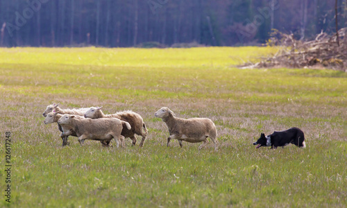 Obraz na płótnie Border collie in action to herd sheep. w salonie
