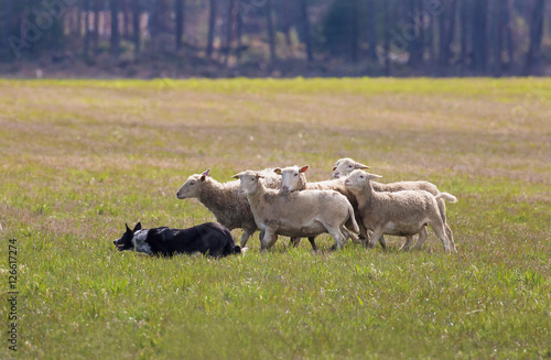 Border collie  in action to herd sheep.