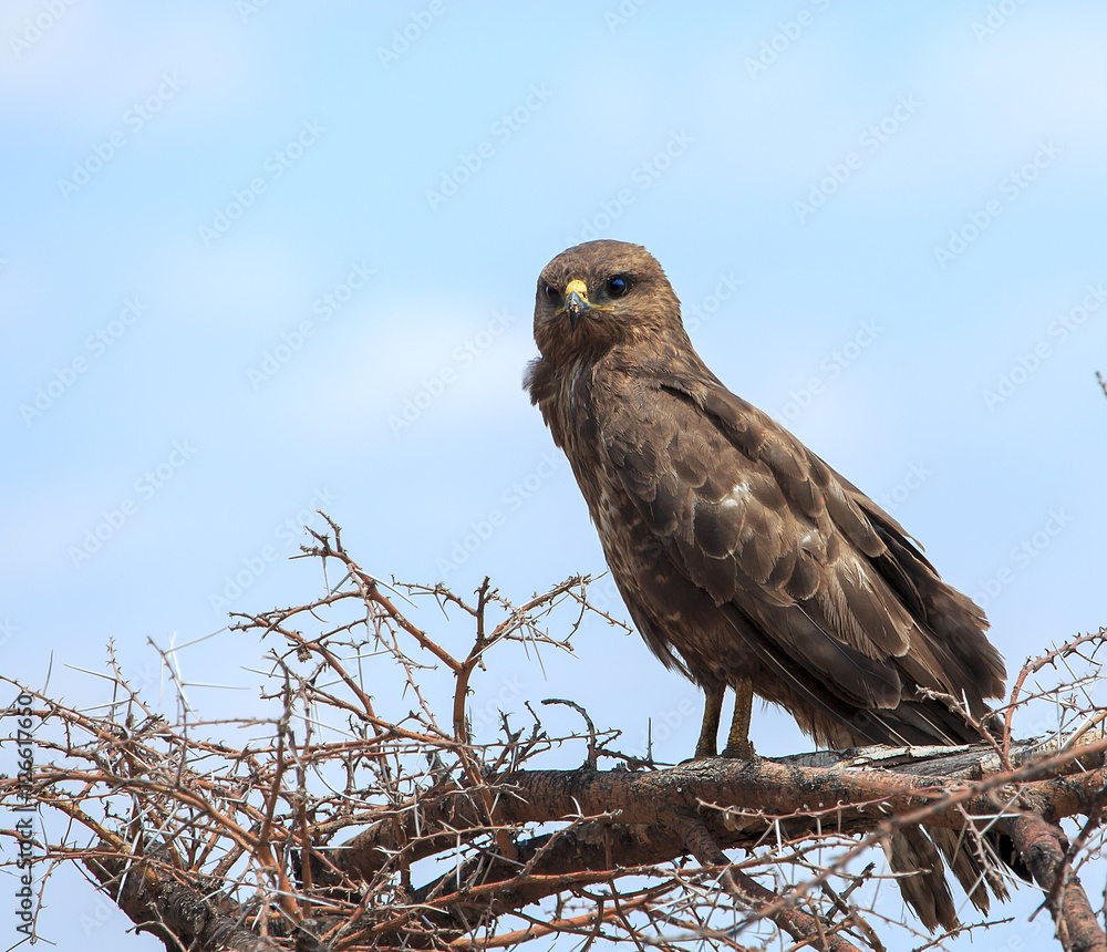 Buzzard perched on thorn tree Buzzard perched on thorn tree