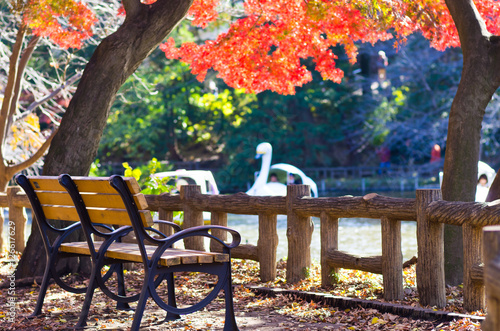 井の頭恩賜公園のベンチ photo