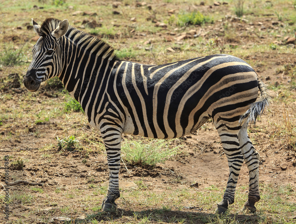 Obraz premium Lone zebra