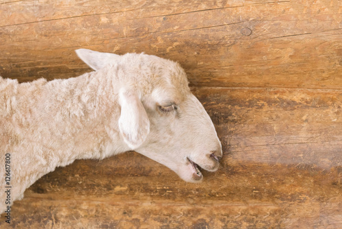 Head of a white sheep lying on a wooden table during haircut photo