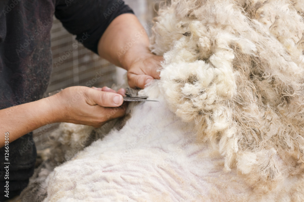 Fototapeta premium Shearing. Man's hand with scissors cuts the hair with a white sheep