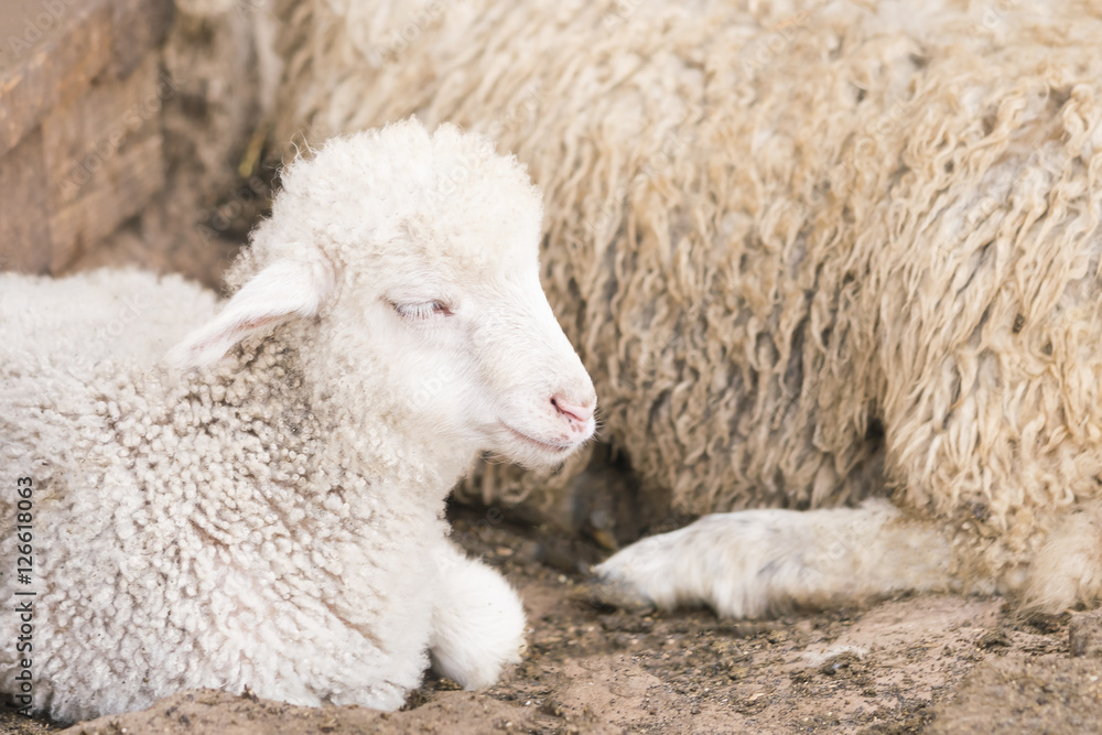 White lamb lying near the sheep