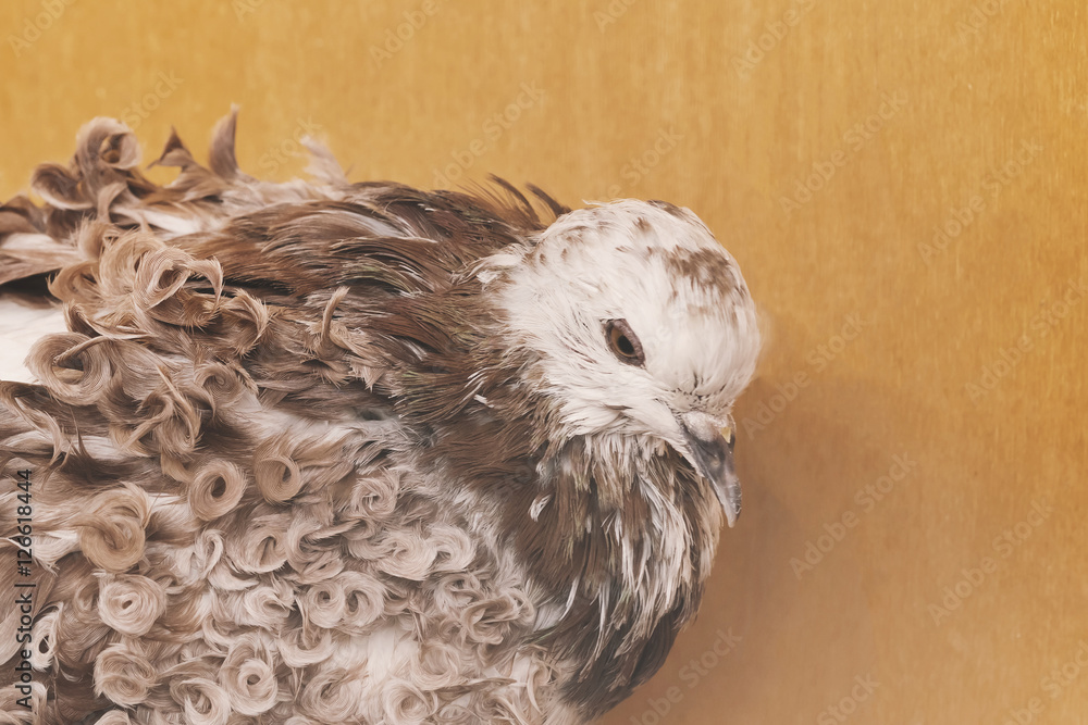 Obraz premium White and brown dove with curly feathers on a wooden background