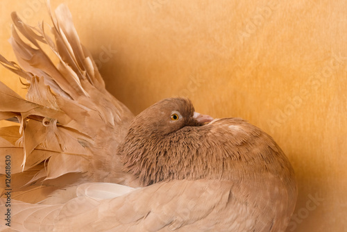 Beautiful brown pigeon on a wooden background