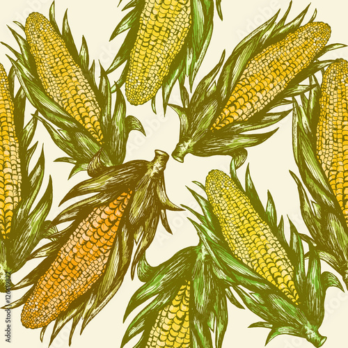 Corn cobs seamless pattern, corn cobs vector vintage background