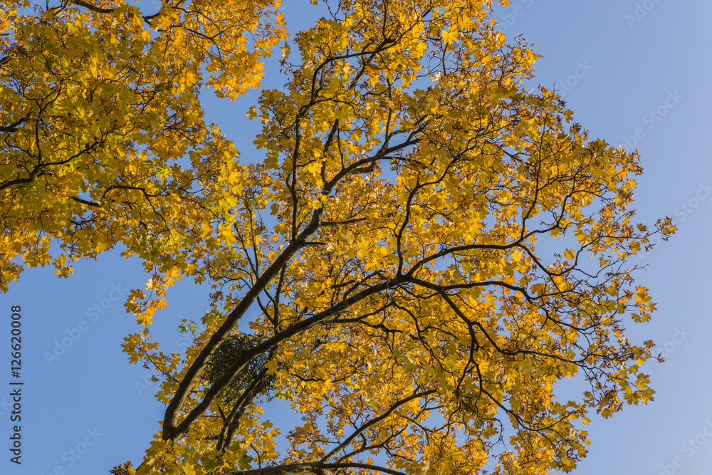 Yellow-orange maple leaves and blue sky.