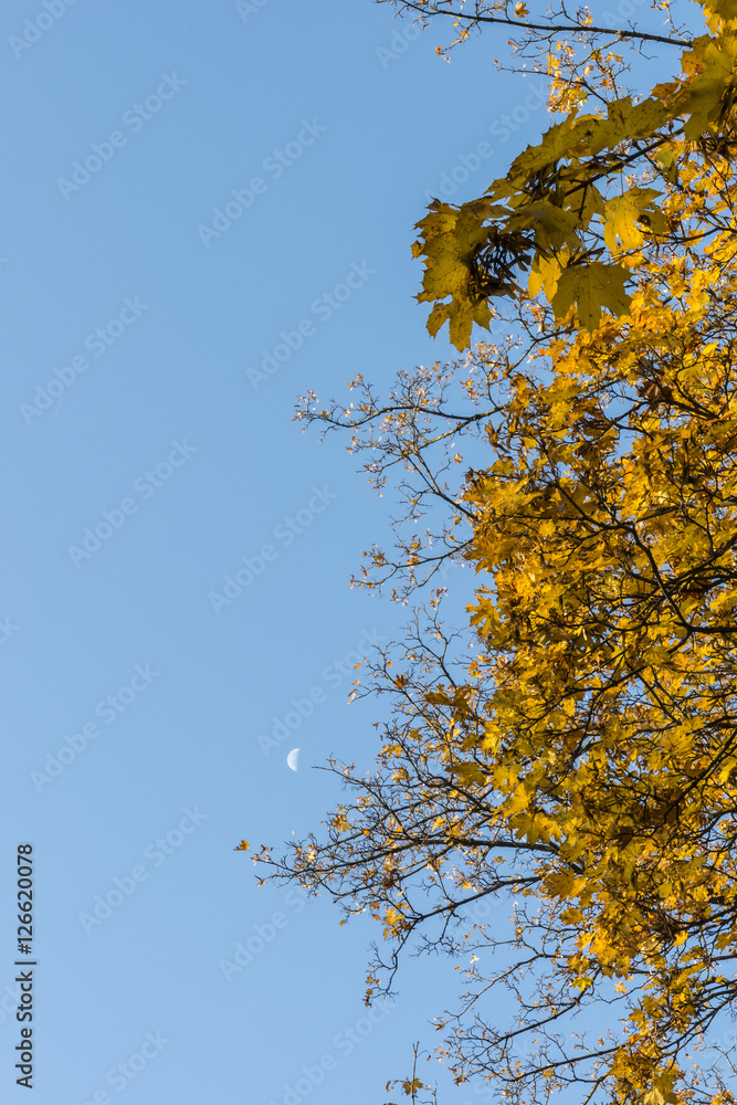 Yellow-orange maple leaves and blue sky. Yellow-orange maple leaves and blue sky.
