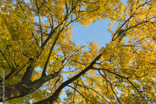 Yellow-orange maple leaves and blue sky.