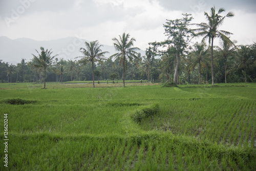 Rice field greens and ends near the tall palm trees (Singapore)