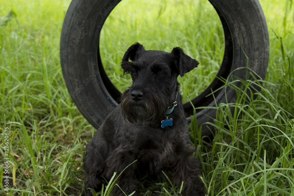 Obraz premium Dog playing in the garden with car wheel