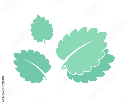 Mint. Isolated leaves on white background