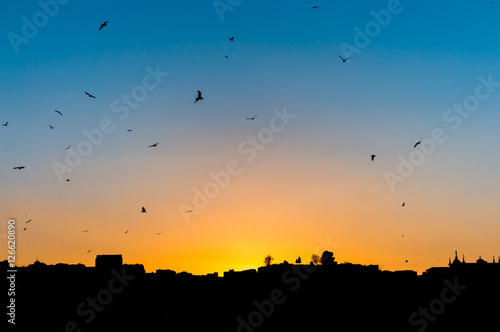 Silhouette of flying birds seagulls above the Porto city on sunset sky background in Porto, Portugal