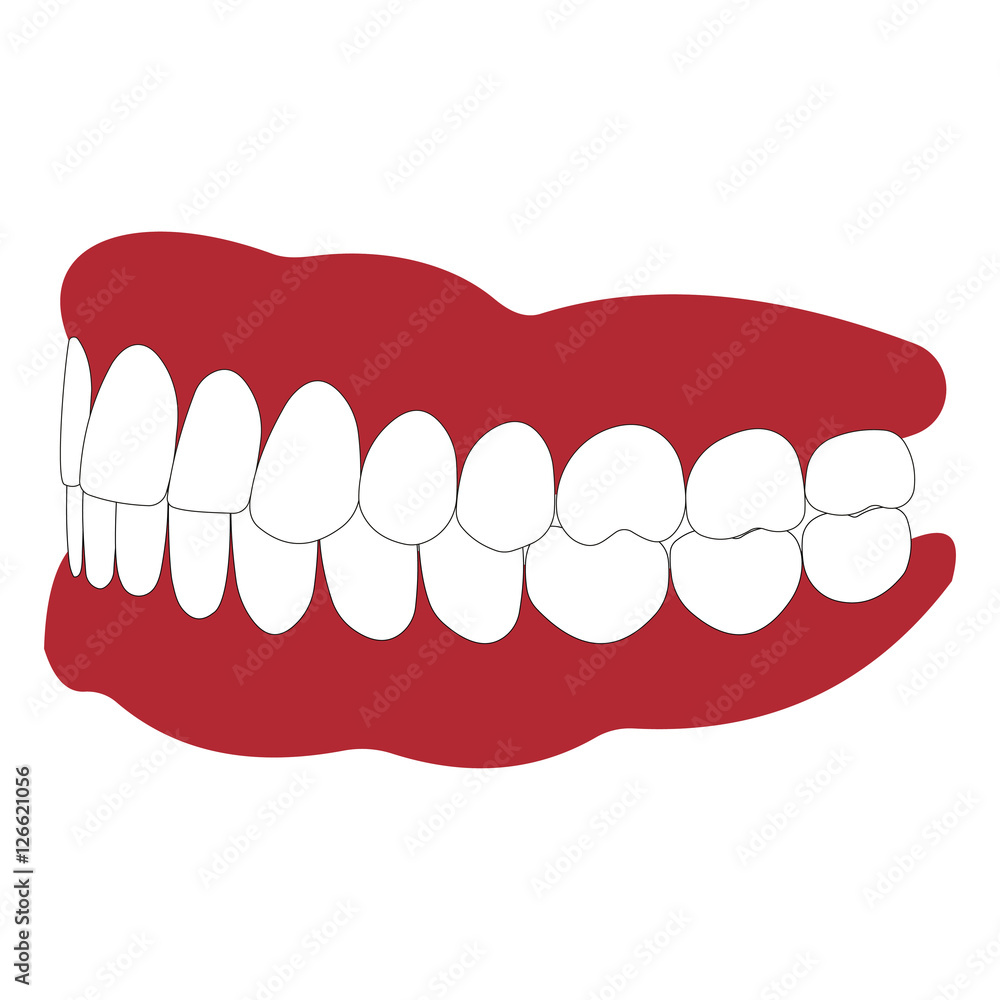 dentures with white teeth, dentition the gums of the upper and lower jaw, the bite in occlusion, vector illustration for dental clinic dentures with white teeth, dentition the gums of the upper and lower jaw, the bite in occlusion, vector illustration for dental clinic