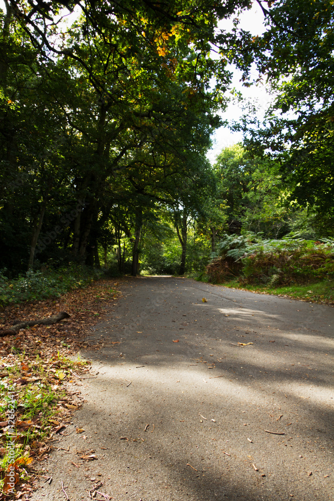 Woodland scene at the start of autumn Woodland scene at the start of autumn