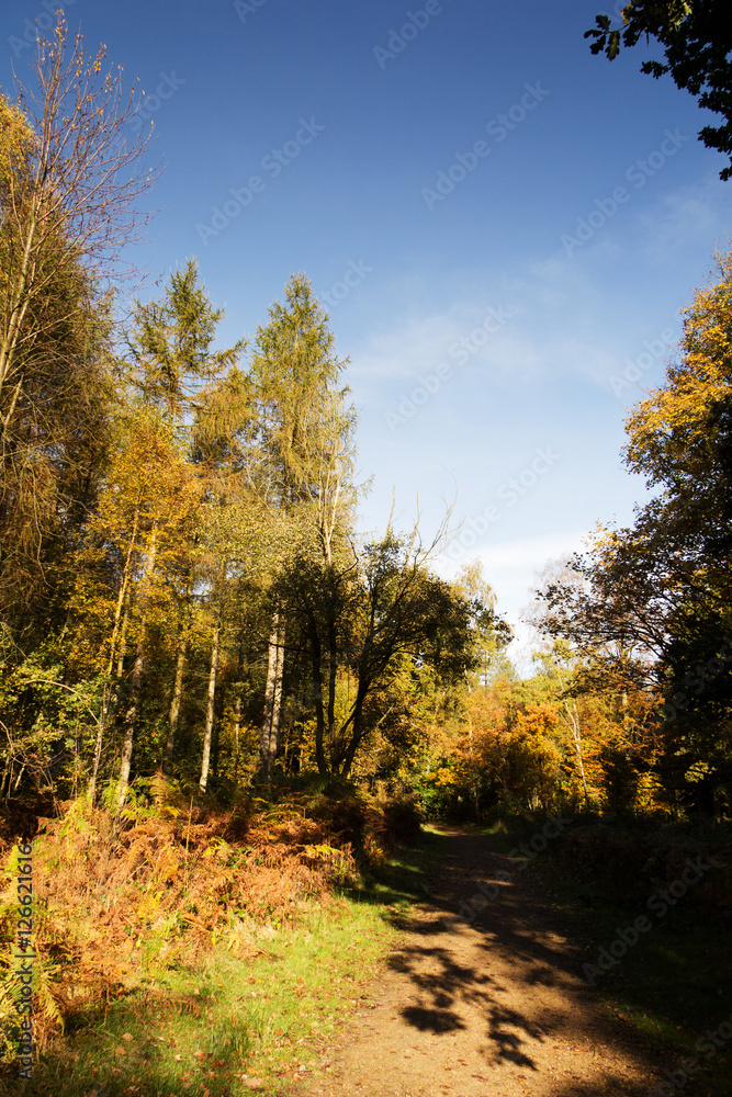 Fototapeta premium Woodland scene with yellow and brown autumn leaves
