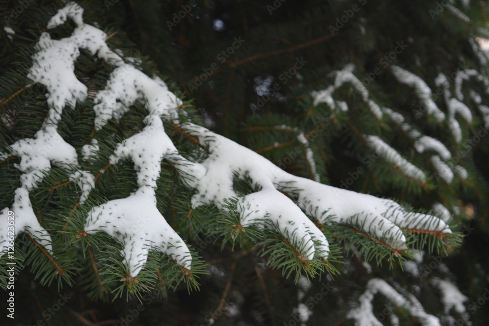 green spruce branches under the snow, winter, frost, new year, evergreen
