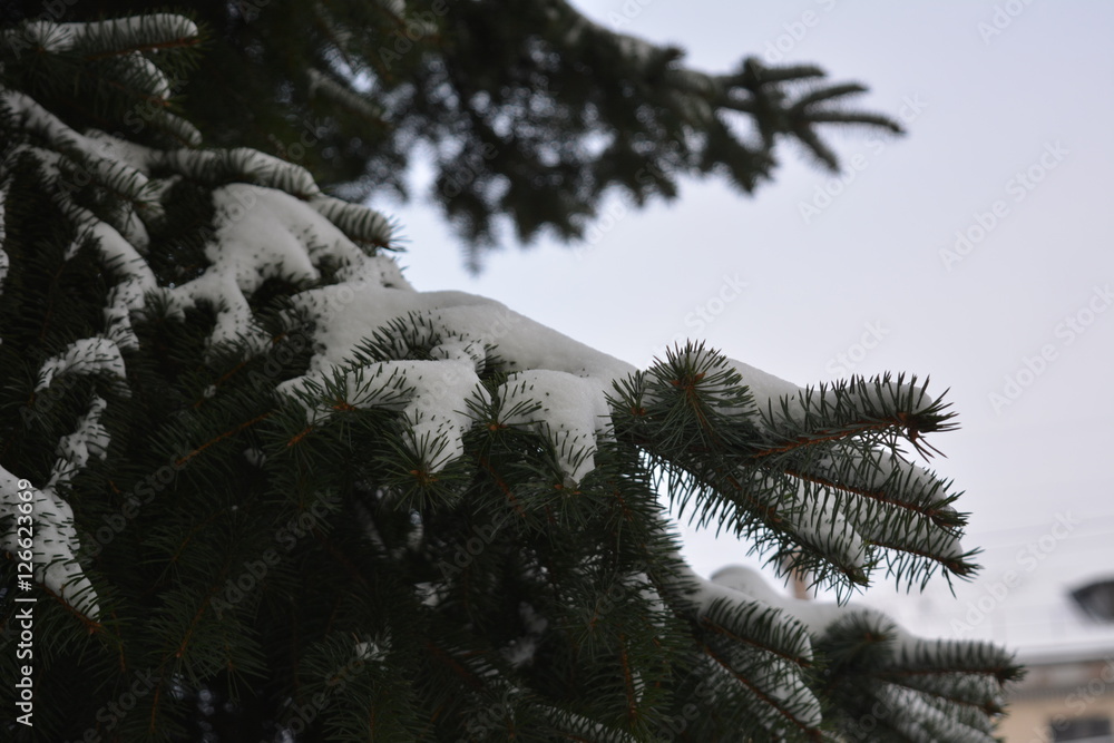 green spruce branches under the snow, winter, frost, new year, evergreen green spruce branches under the snow, winter, frost, new year, evergreen