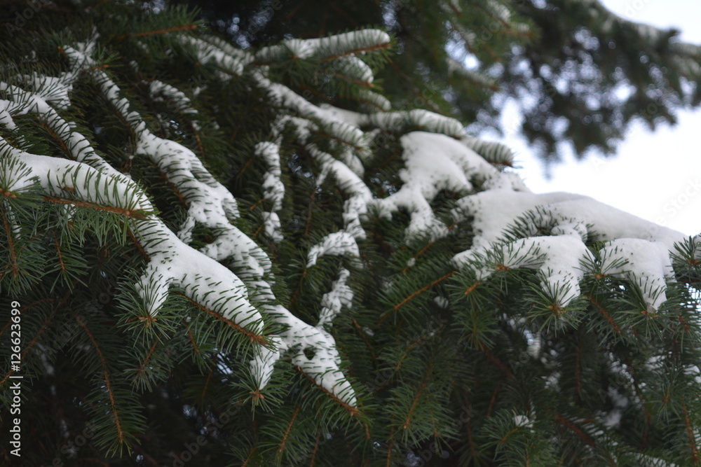 green spruce branches under the snow, winter, frost, new year, evergreen