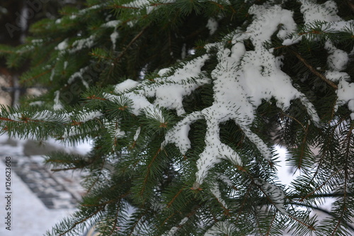green spruce branches under the snow, winter, frost, new year, evergreen © alex2016