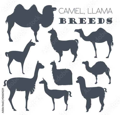Camel  llama  guanaco  alpaca breeds icon set. Animal farming