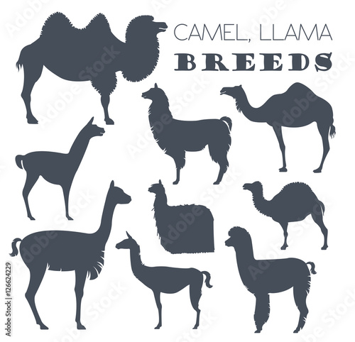 Camel, llama, guanaco, alpaca breeds icon set. Animal farming