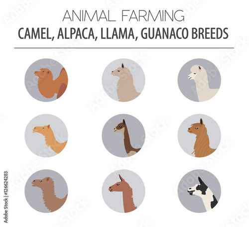 Camel, llama, guanaco, alpaca breeds icon set. Animal farming