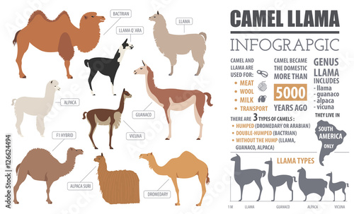 Camel, llama, guanaco, alpaca  breeds infographic template. Anim photo