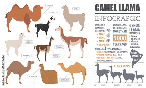 Camel, llama, guanaco, alpaca  breeds infographic template. Anim