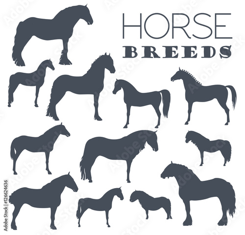 Horse breeding icon set. Farm animal. Flat design