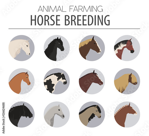 Horse breeding icon set. Farm animal. Flat design