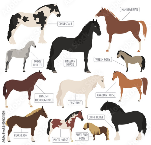 Horse breeding icon set. Farm animal. Flat design