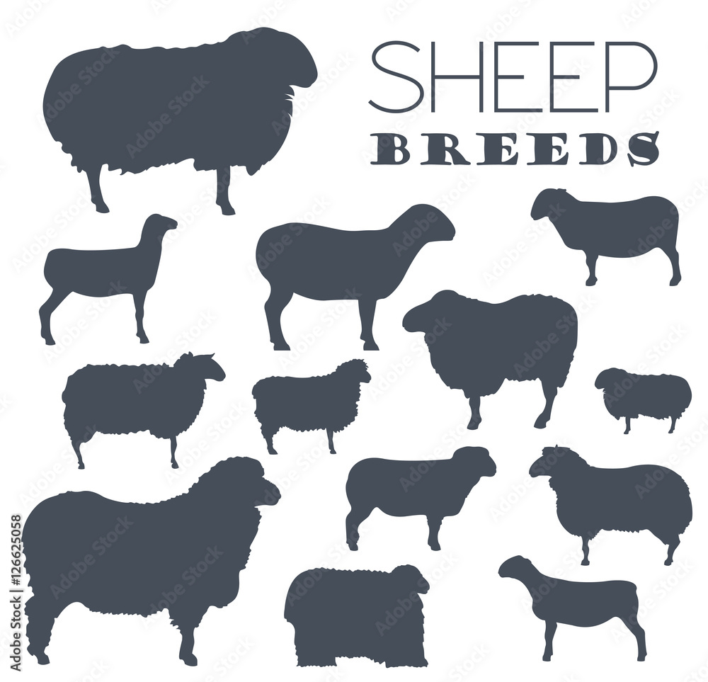 Fototapeta premium Sheep breed icon set. Farm animal. Flat design