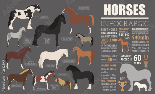 Horse breeding  infographic template. Farm animal. Flat design