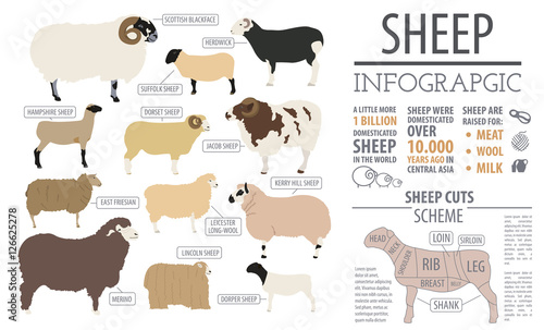 Sheep breed infographic template. Farm animal. Flat design