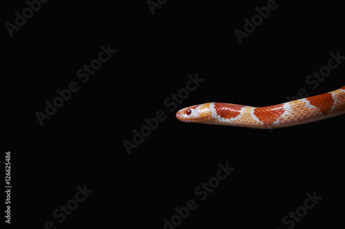 Coral snake photo