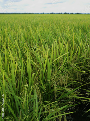 open area rice fields