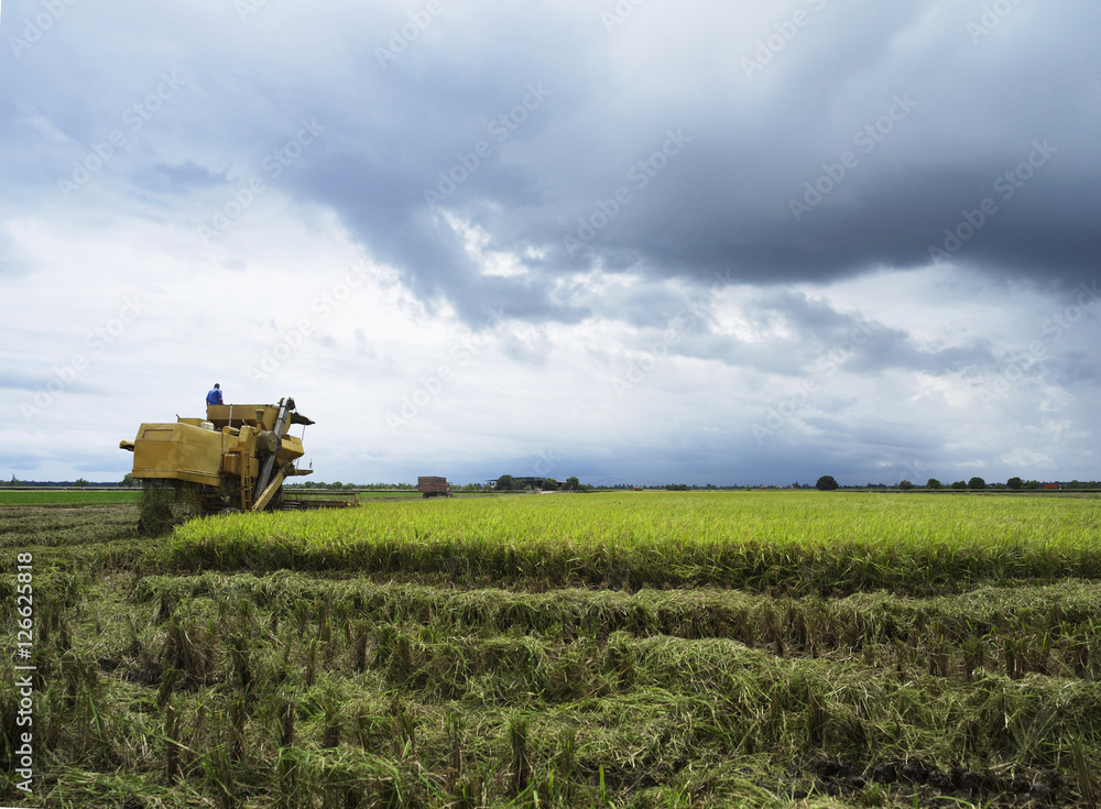 rice harvesting machine in the distance on open rice field rice harvesting machine in the distance on open rice field